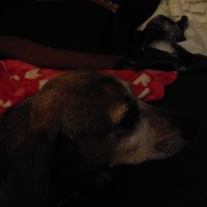 Meet your Posher, Alice